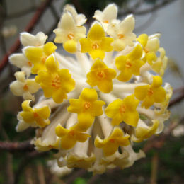 Buisson papier à fleurs d'or, Edgeworthie / Edgeworthia chrysantha